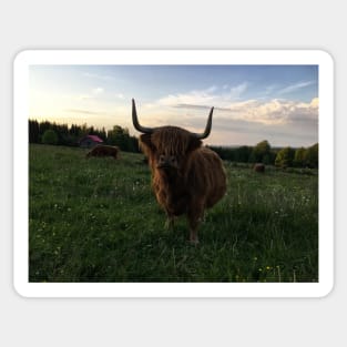 Scottish Highland Cattle Cow 2427 Sticker